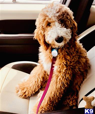 Labradoodleday Picture 3